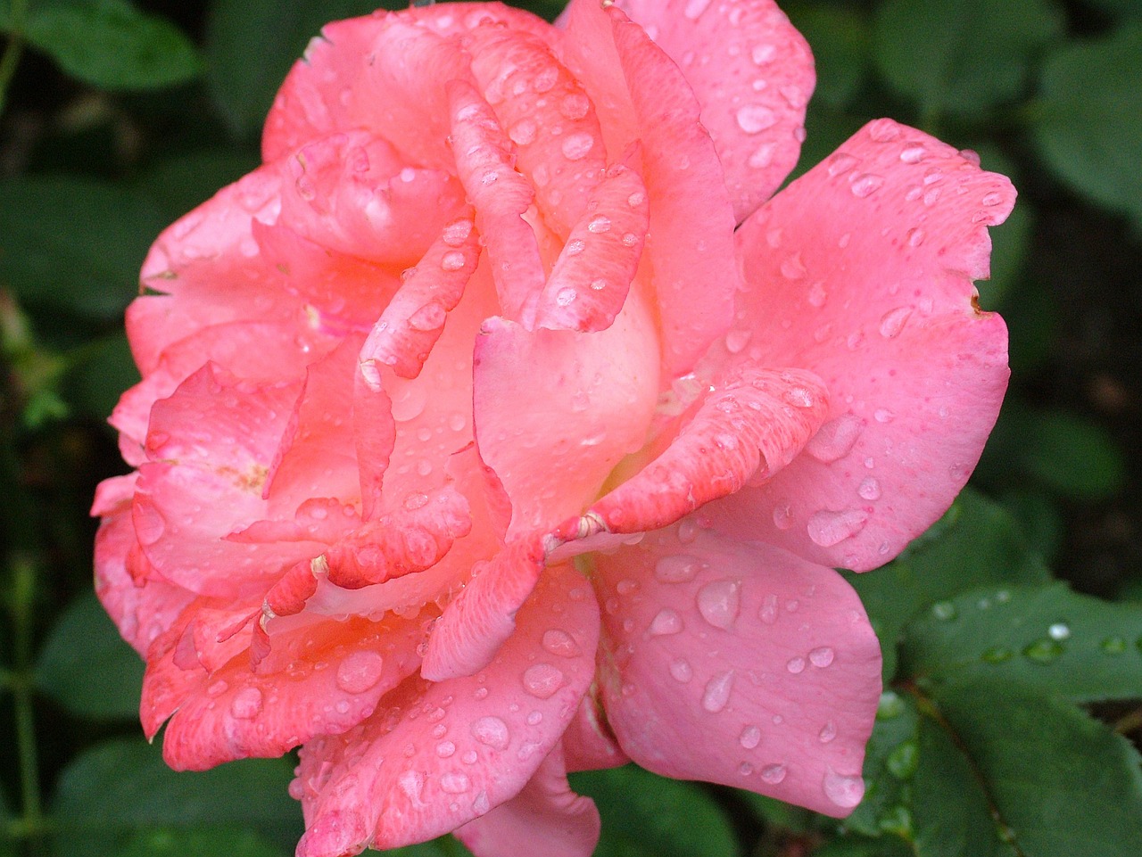 Nowe odmiany róż – róża deep water. Nowości w Twoim ogrodzie. Plantacja róż – róża pomarszczona biała
