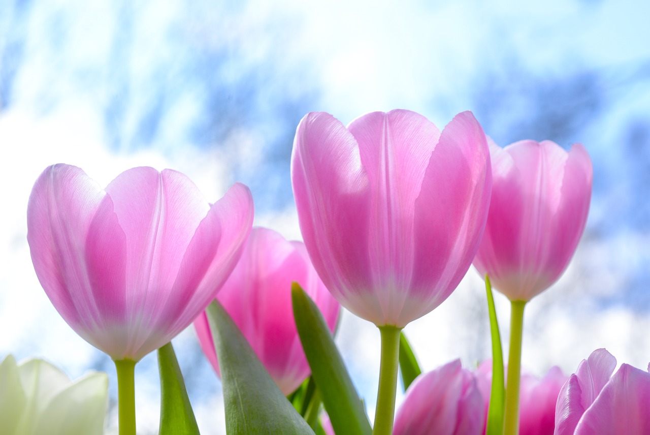 Najpiękniejsze tulipany – wystawa tulipanów w Wilanowie