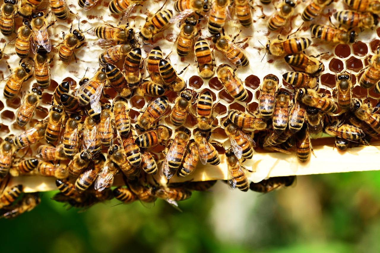 Na czym polega hodowla pszczół?