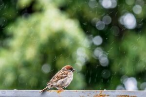 Ocieplenie klimatu-konsekwencje dla Ziemi.