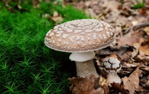 Wszystko o grzybach jadalnych wiosną