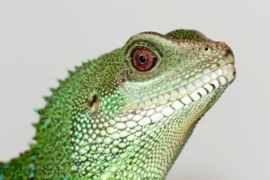 Egzotyczne jaszczurka do terrarium