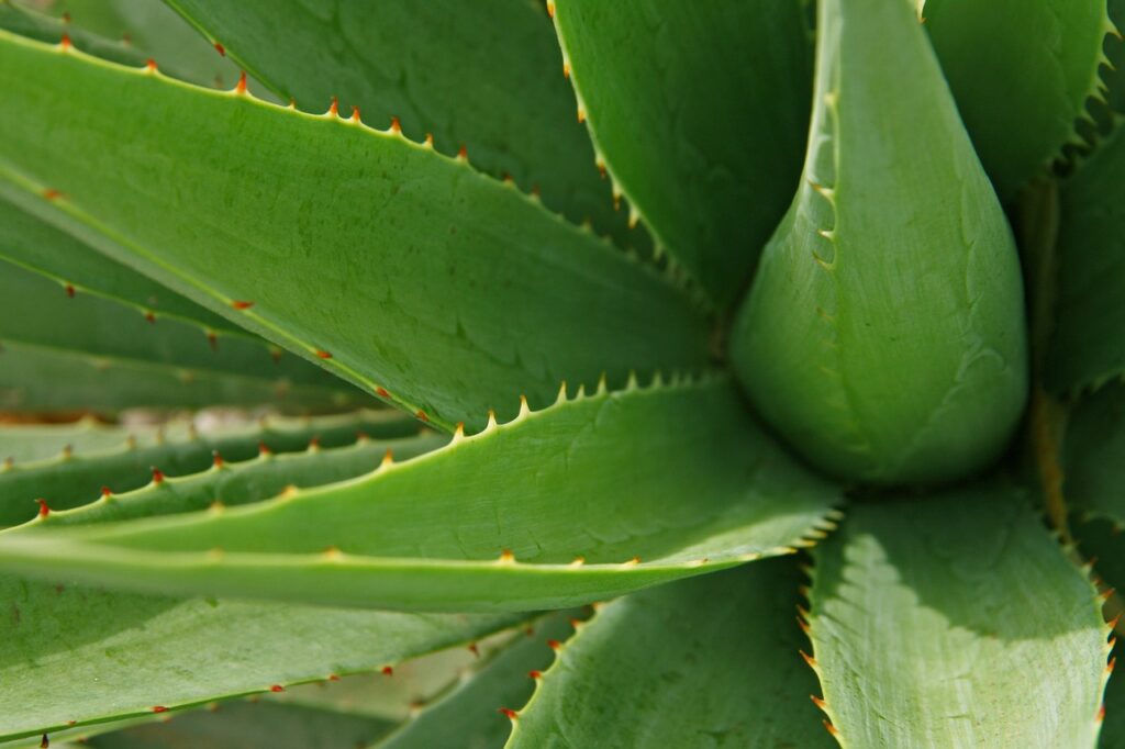 feng shui rośliny - Aloes