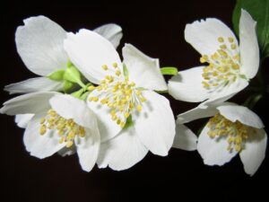 kwiaty w feng shui - Jaśmin
