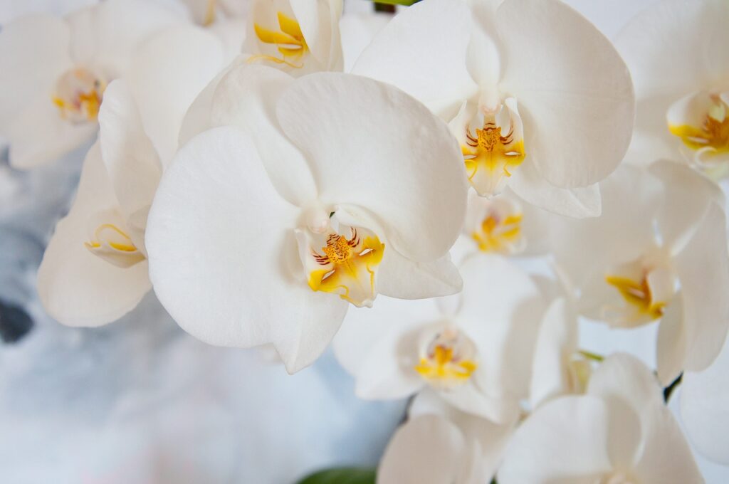 kwiaty feng shui - Orchidea