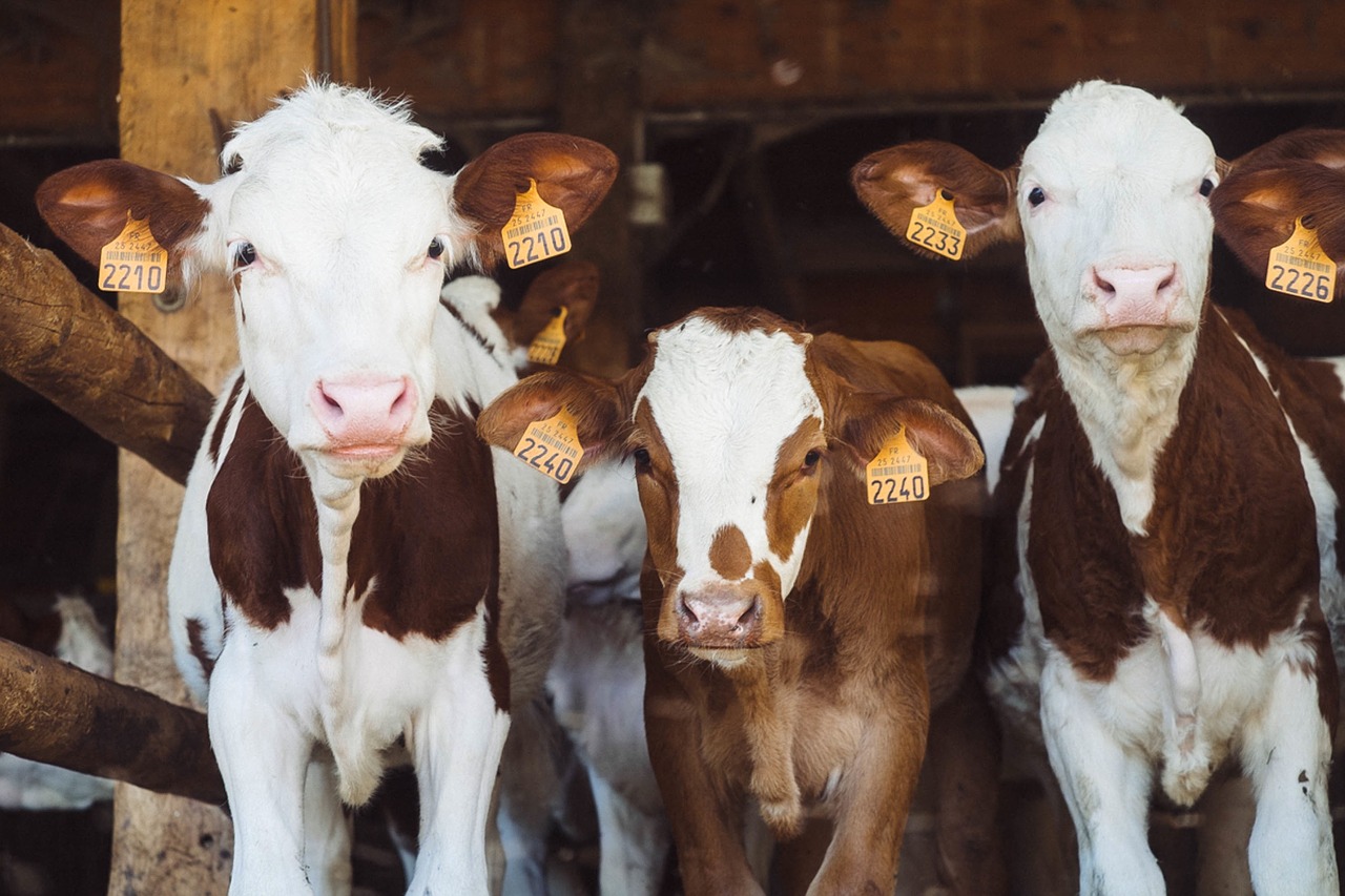 Młóto browarniane – wartościowy pokarm dla krów