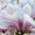 Liliowce – niezwykłe piękno w Twoim ogrodzie: Kompleksowy przewodnik po uprawie, odmianach i pielęgnacji